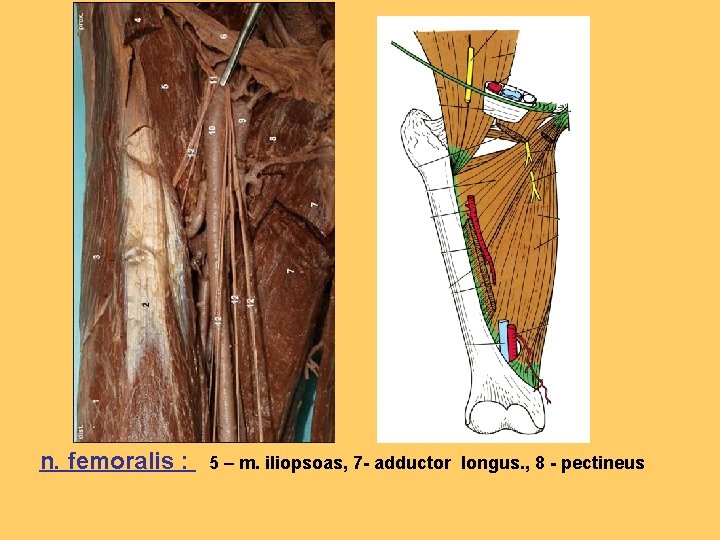 n. femoralis : 5 – m. iliopsoas, 7 - adductor longus. , 8 -