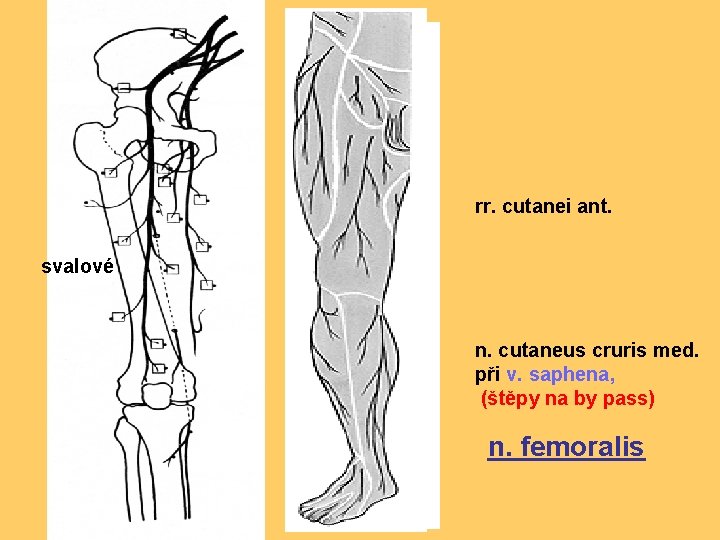 rr. cutanei ant. svalové n. cutaneus cruris med. při v. saphena, (štěpy na by