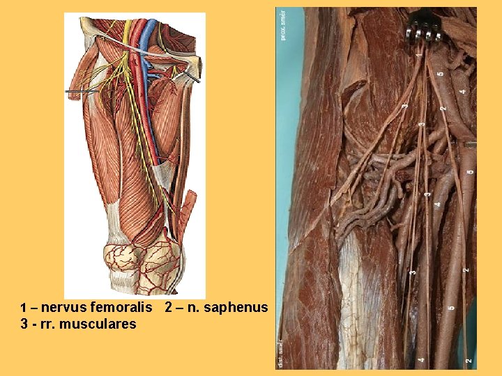 rectus 1 – nervus femoralis 2 – n. saphenus 3 - rr. musculares 