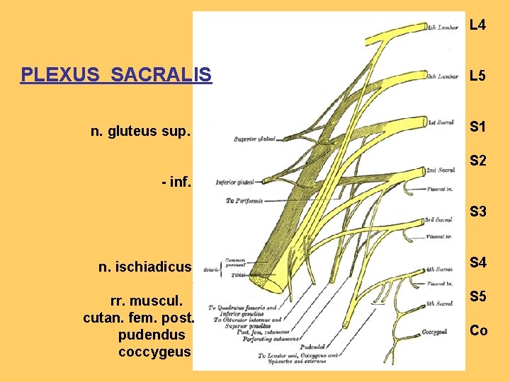 L 4 PLEXUS SACRALIS n. gluteus sup. L 5 S 1 S 2 -