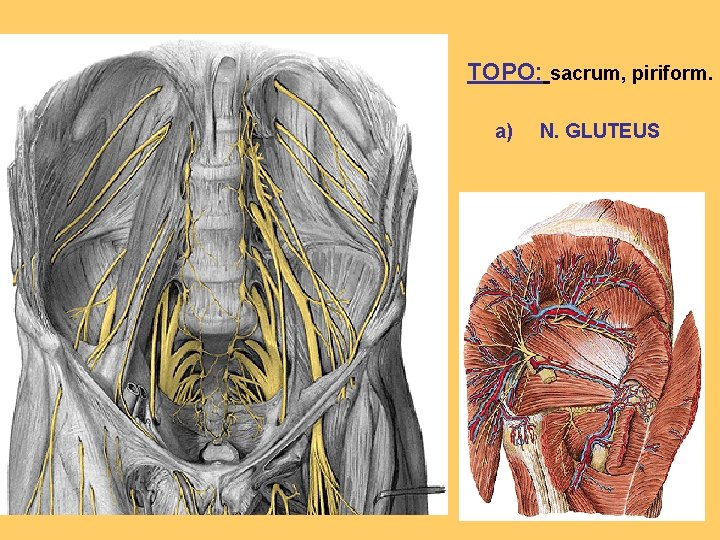 TOPO: sacrum, piriform. a) N. GLUTEUS 