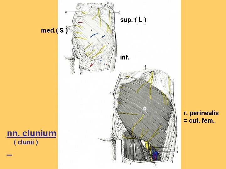 sup. ( L ) med. ( S ) inf. r. perinealis = cut. fem.