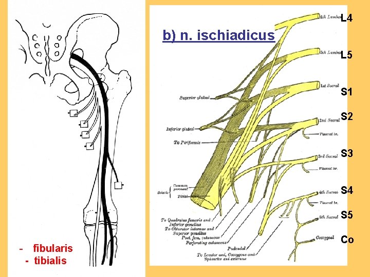 L 4 b) n. ischiadicus L 5 S 1 S 2 S 3 S
