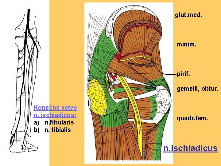 glut. med. minim. pirif. gemelli, obtur. Konečné větve n. ischiadicus: a) n. fibularis b)