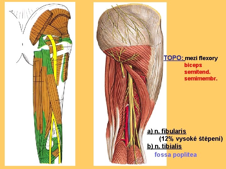 TOPO: mezi flexory biceps semitend. semimembr. a) n. fibularis (12% vysoké štěpení) b) n.