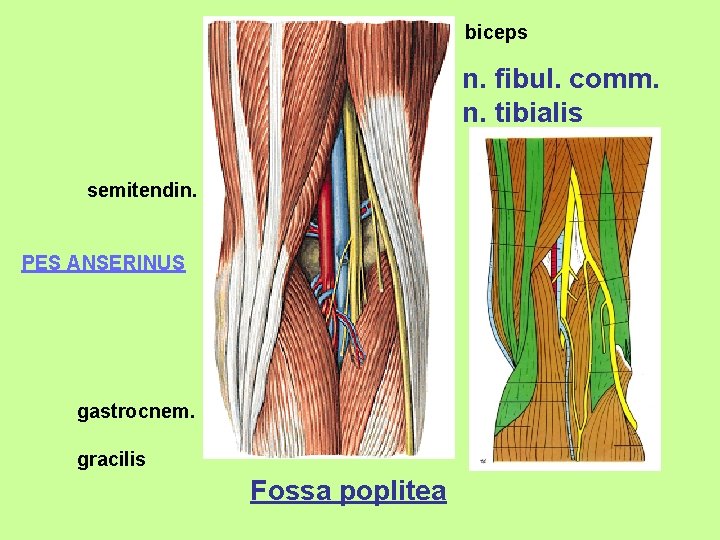 biceps n. fibul. comm. n. tibialis semitendin. PES ANSERINUS gastrocnem. gracilis Fossa poplitea 