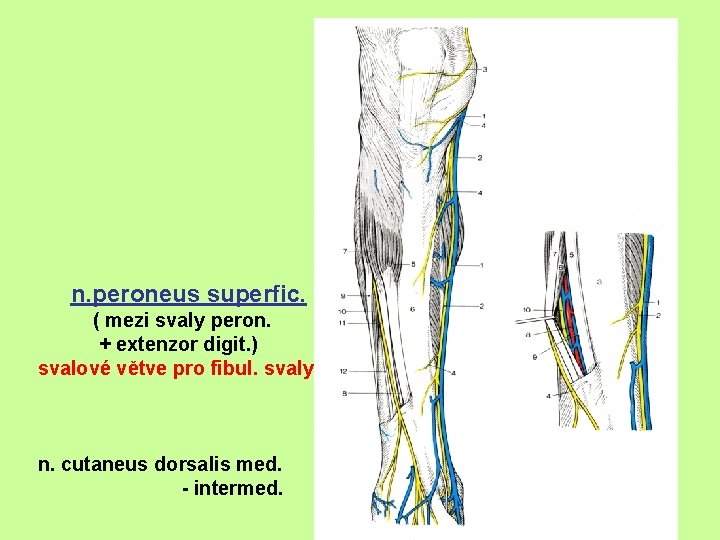 n. peroneus superfic. ( mezi svaly peron. + extenzor digit. ) svalové větve pro