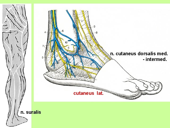 n. cutaneus dorsalis med. - intermed. cutaneus lat. n. suralis 