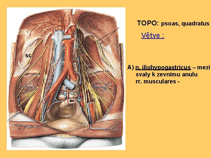 TOPO: psoas, quadratus Větve : sc A) n. iliohypogastricus – mezi svaly k zevnímu