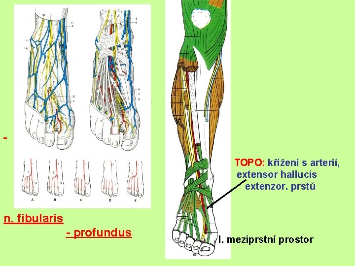 TOPO: křížení s arterií, extensor hallucis extenzor. prstů n. fibularis - profundus I. meziprstní