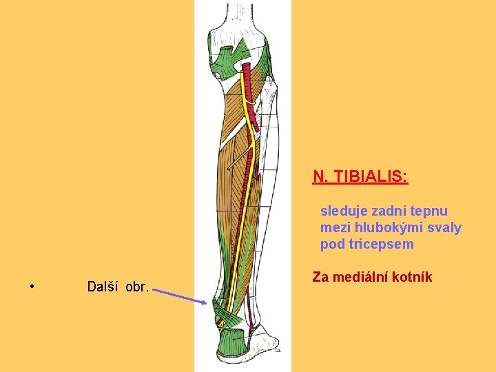 N. TIBIALIS: sleduje zadní tepnu mezi hlubokými svaly pod tricepsem • Další obr. Za
