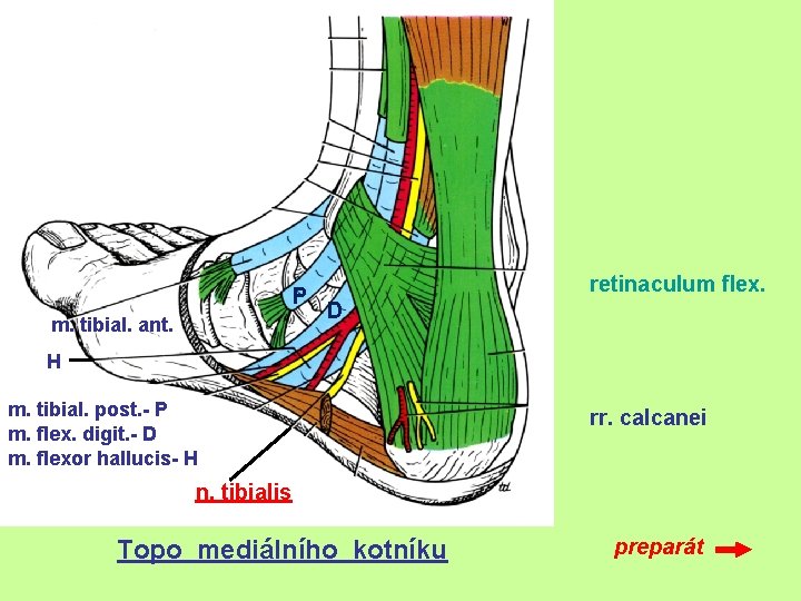 P m. tibial. ant. retinaculum flex. D H m. tibial. post. - P m.