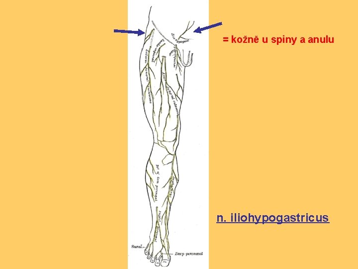 = kožně u spiny a anulu n. iliohypogastricus 