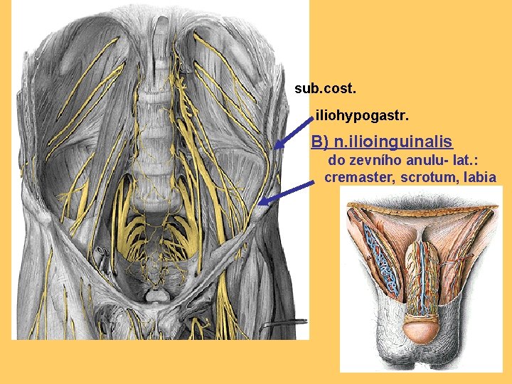 sub. cost. iliohypogastr. B) n. ilioinguinalis do zevního anulu- lat. : cremaster, scrotum, labia