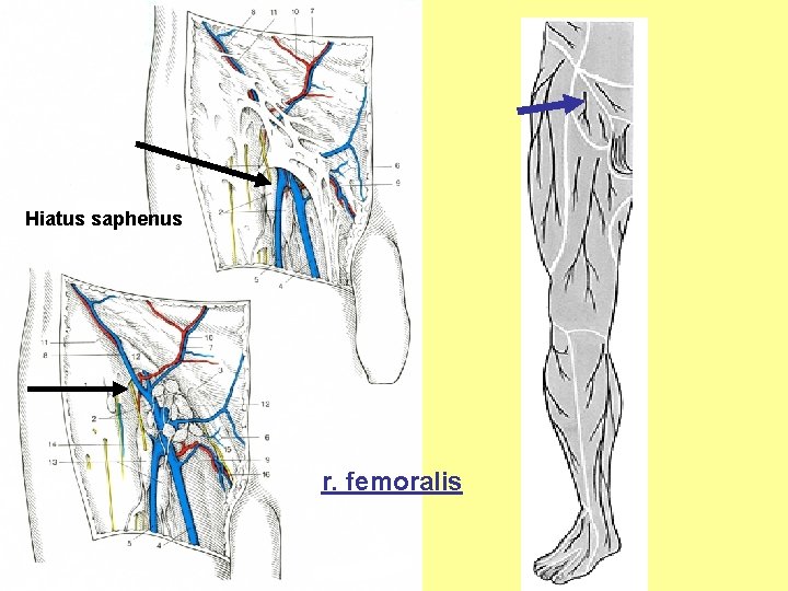 Hiatus saphenus r. femoralis 
