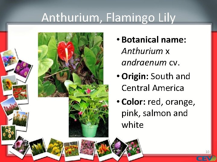 Anthurium, Flamingo Lily • Botanical name: Anthurium x andraenum cv. • Origin: South and