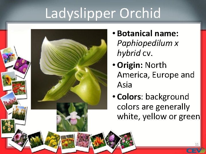 Ladyslipper Orchid • Botanical name: Paphiopedilum x hybrid cv. • Origin: North America, Europe