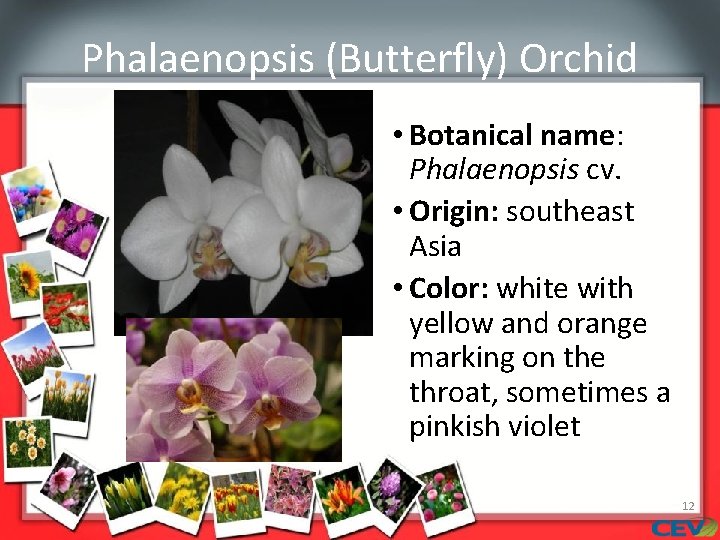 Phalaenopsis (Butterfly) Orchid • Botanical name: Phalaenopsis cv. • Origin: southeast Asia • Color: