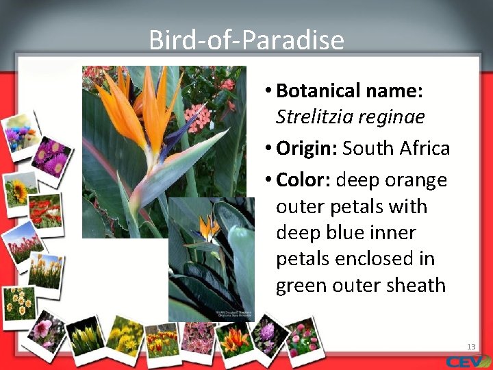 Bird-of-Paradise • Botanical name: Strelitzia reginae • Origin: South Africa • Color: deep orange