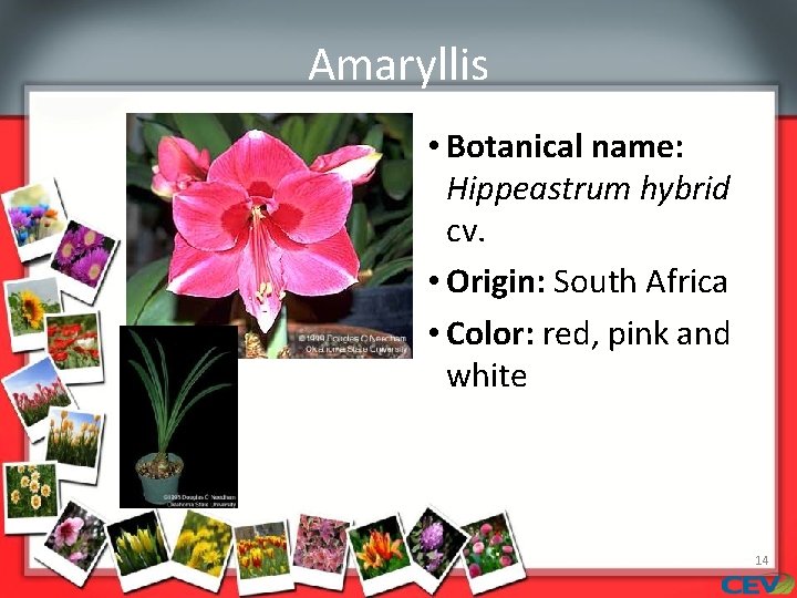 Amaryllis • Botanical name: Hippeastrum hybrid cv. • Origin: South Africa • Color: red,