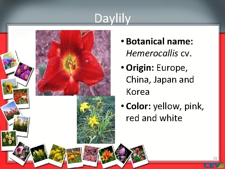 Daylily • Botanical name: Hemerocallis cv. • Origin: Europe, China, Japan and Korea •