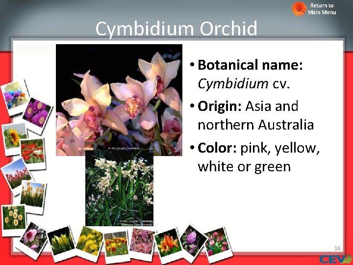 Cymbidium Orchid Return to Main Menu • Botanical name: Cymbidium cv. • Origin: Asia