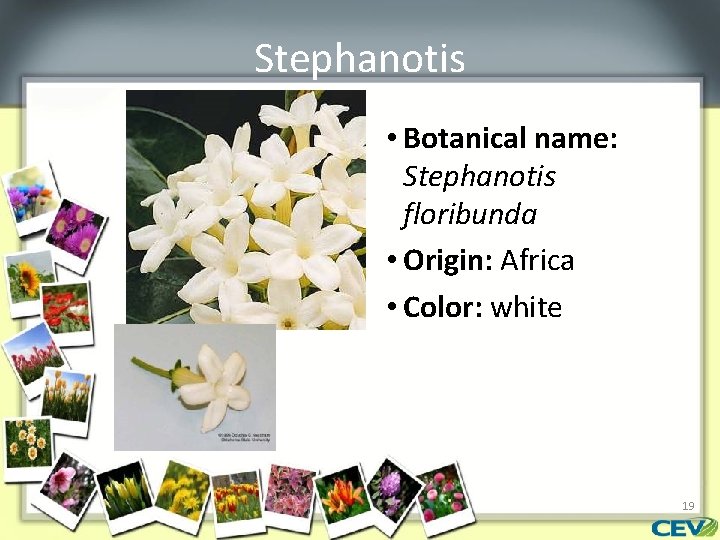Stephanotis • Botanical name: Stephanotis floribunda • Origin: Africa • Color: white 19 