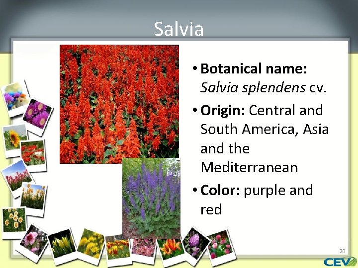 Salvia • Botanical name: Salvia splendens cv. • Origin: Central and South America, Asia