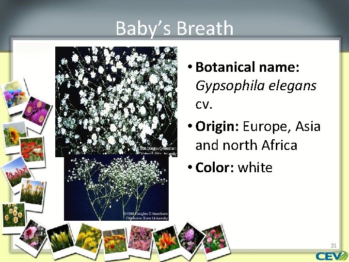 Baby’s Breath • Botanical name: Gypsophila elegans cv. • Origin: Europe, Asia and north