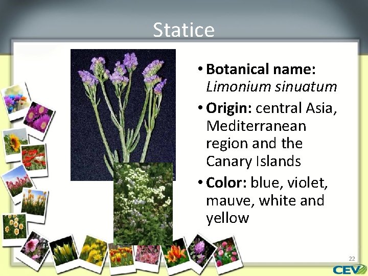 Statice • Botanical name: Limonium sinuatum • Origin: central Asia, Mediterranean region and the