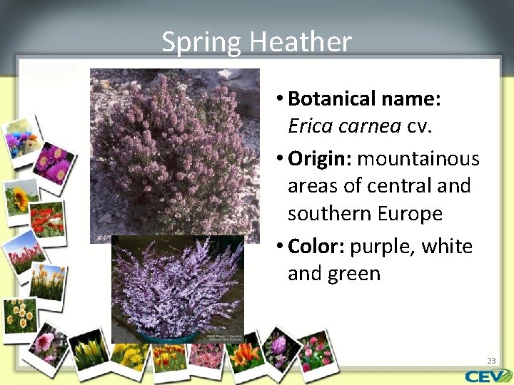 Spring Heather • Botanical name: Erica carnea cv. • Origin: mountainous areas of central