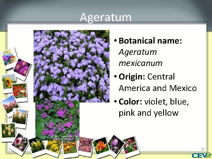 Ageratum • Botanical name: Ageratum mexicanum • Origin: Central America and Mexico • Color: