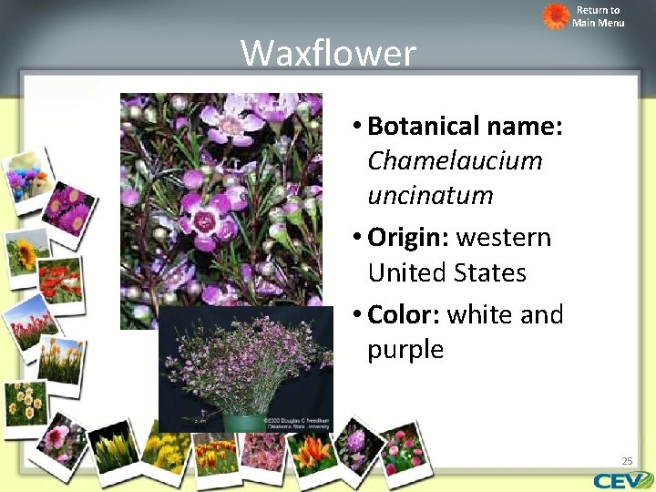 Waxflower Return to Main Menu • Botanical name: Chamelaucium uncinatum • Origin: western United