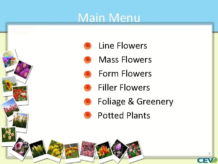 Main Menu Line Flowers Mass Flowers Form Flowers Filler Flowers Foliage & Greenery Potted