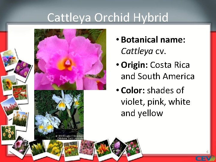 Cattleya Orchid Hybrid • Botanical name: Cattleya cv. • Origin: Costa Rica and South