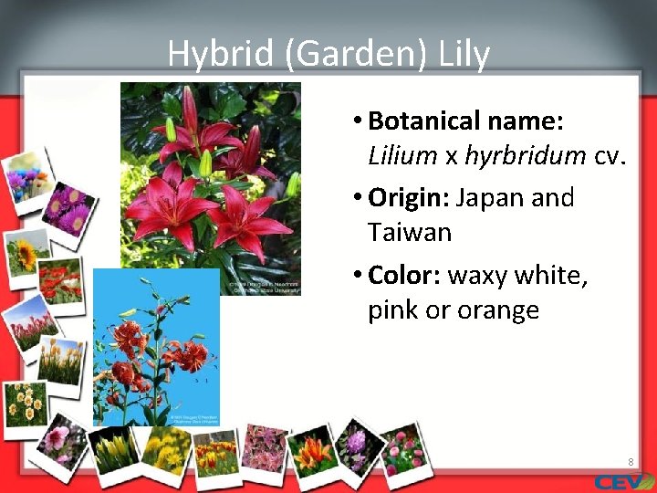 Hybrid (Garden) Lily • Botanical name: Lilium x hyrbridum cv. • Origin: Japan and