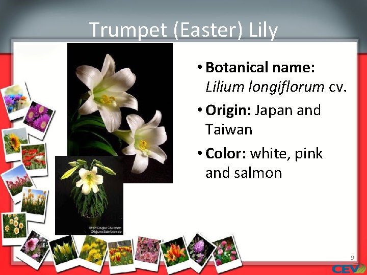 Trumpet (Easter) Lily • Botanical name: Lilium longiflorum cv. • Origin: Japan and Taiwan