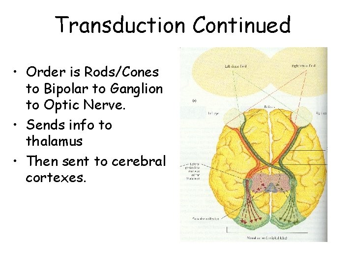 Transduction Continued • Order is Rods/Cones to Bipolar to Ganglion to Optic Nerve. •