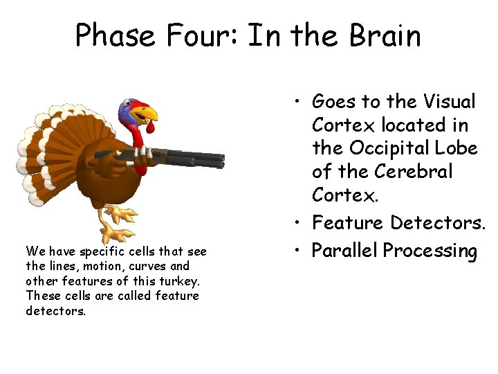 Phase Four: In the Brain We have specific cells that see the lines, motion,