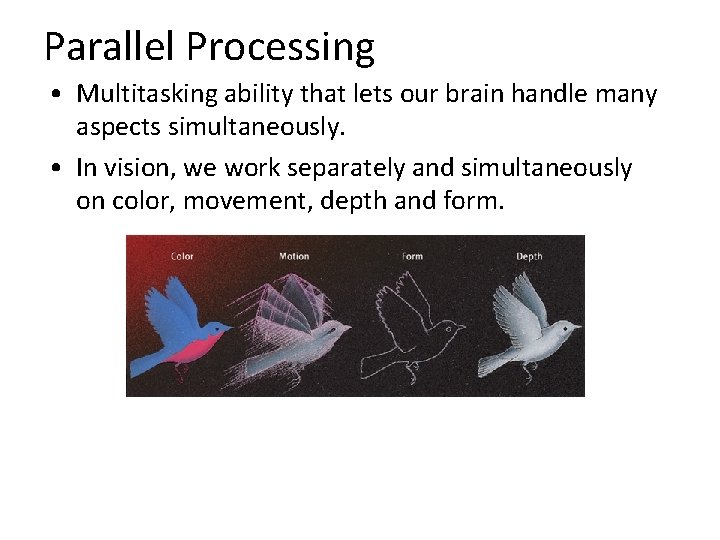 Parallel Processing • Multitasking ability that lets our brain handle many aspects simultaneously. •