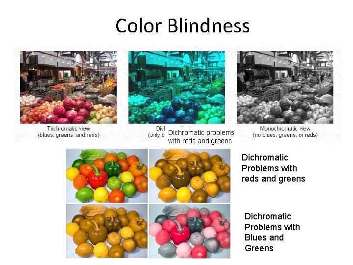 Color Blindness Dichromatic problems with reds and greens Dichromatic Problems with Blues and Greens
