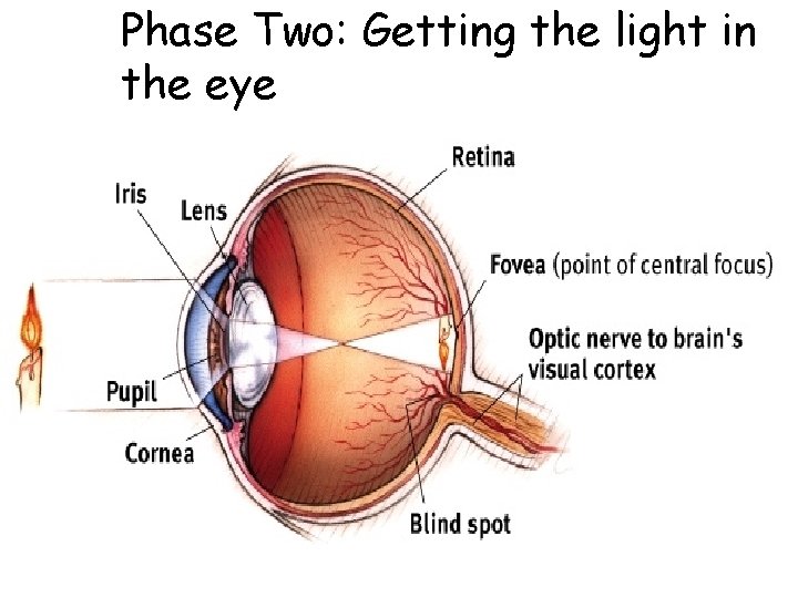 Phase Two: Getting the light in the eye 