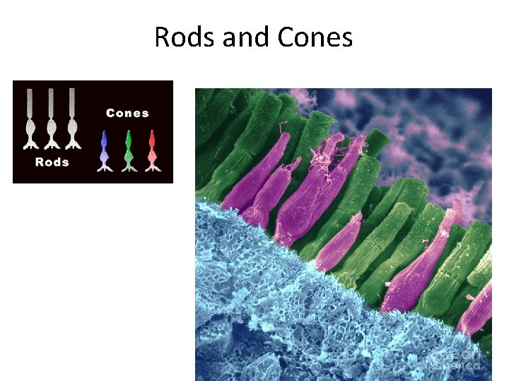 Rods and Cones 