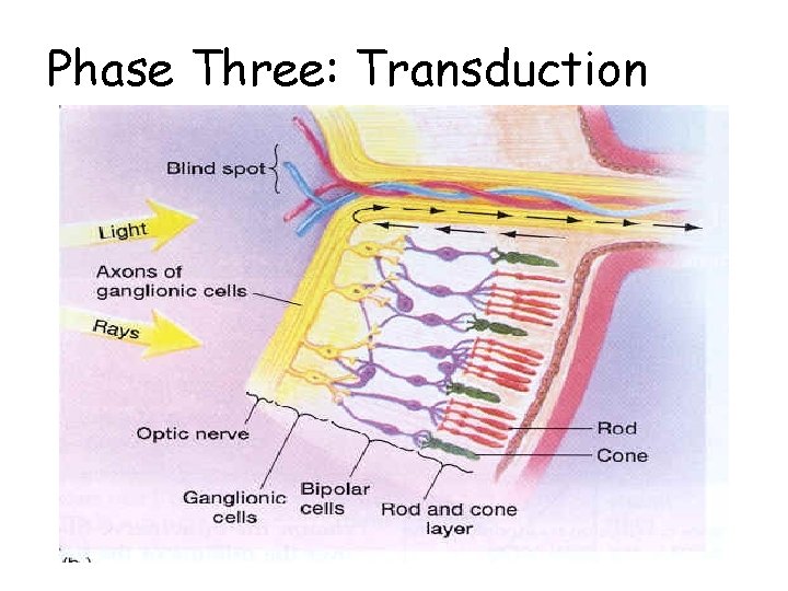 Phase Three: Transduction 