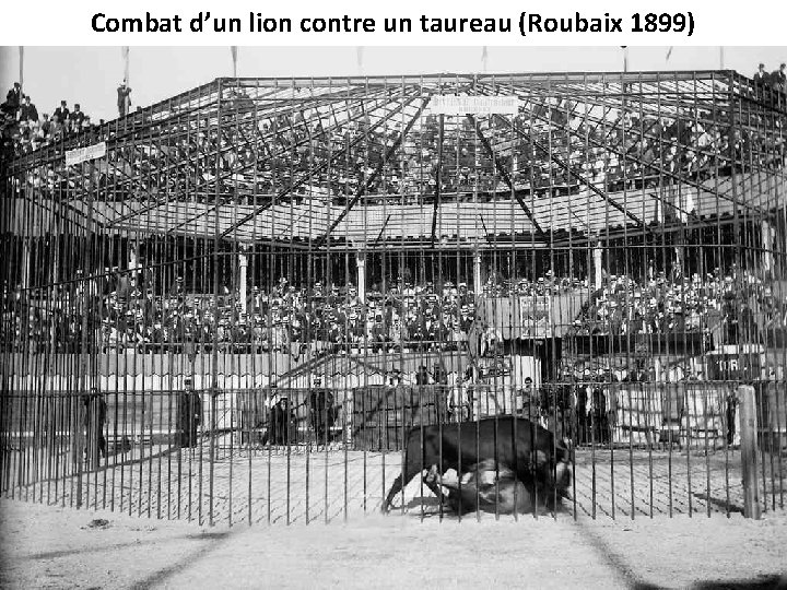 Combat d’un lion contre un taureau (Roubaix 1899) 