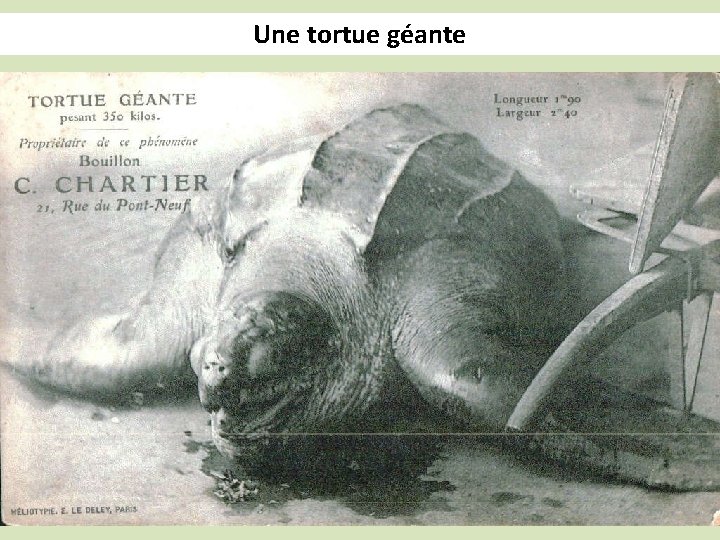 Une tortue géante 