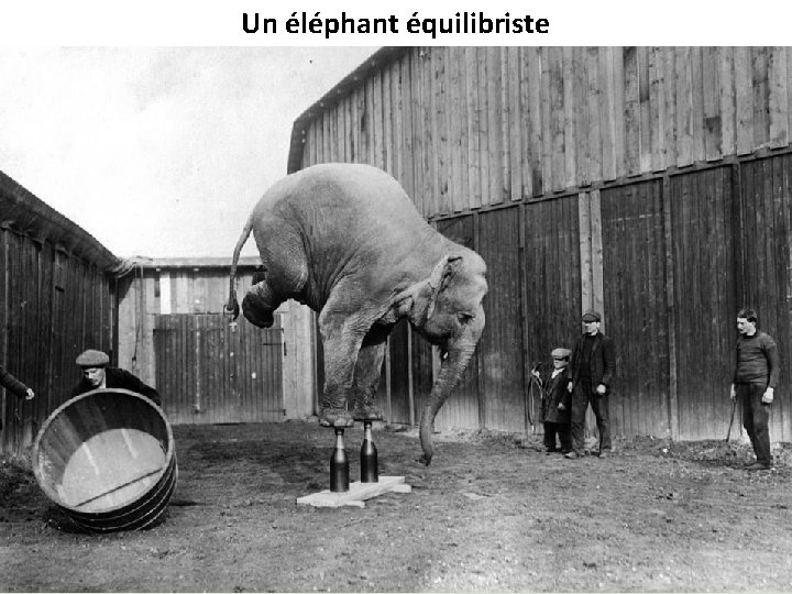 Un éléphant équilibriste 