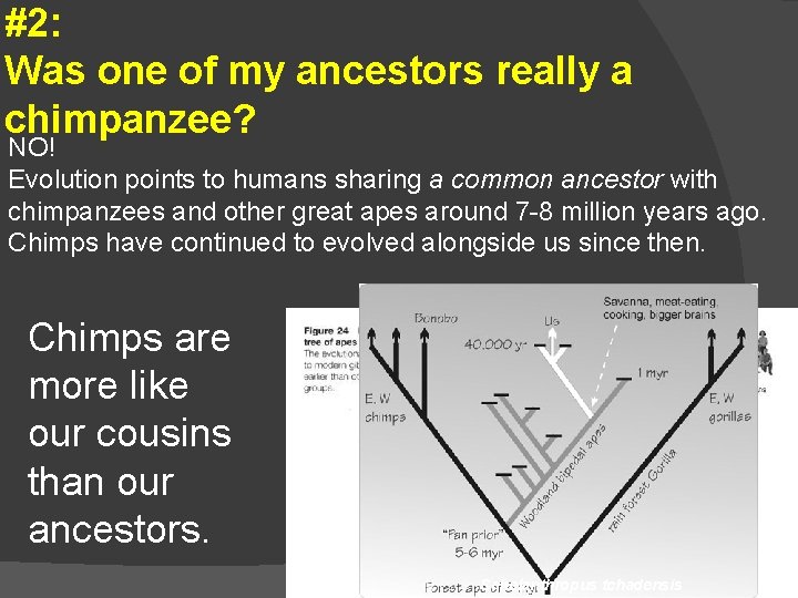 #2: Was one of my ancestors really a chimpanzee? NO! Evolution points to humans