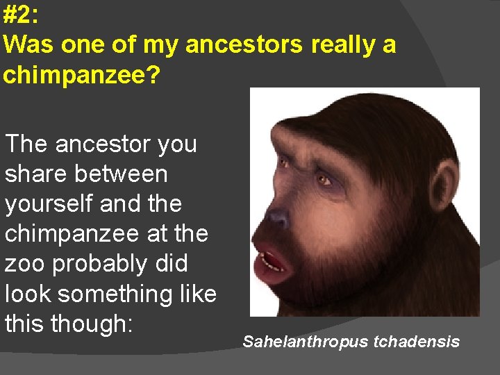 #2: Was one of my ancestors really a chimpanzee? The ancestor you share between