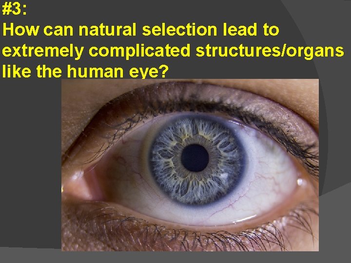 #3: How can natural selection lead to extremely complicated structures/organs like the human eye?